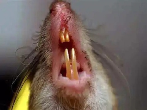 老鼠的牙齿.webp.jpg